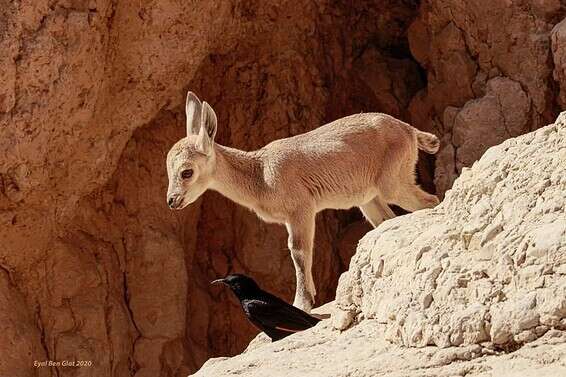 הגדי המתוק והטריסטרמית הנחמדת // צילום: אייל בן גיאת, רשות הטבע והגנים